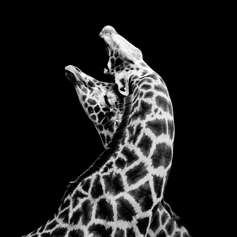 Giraffa-In-Love