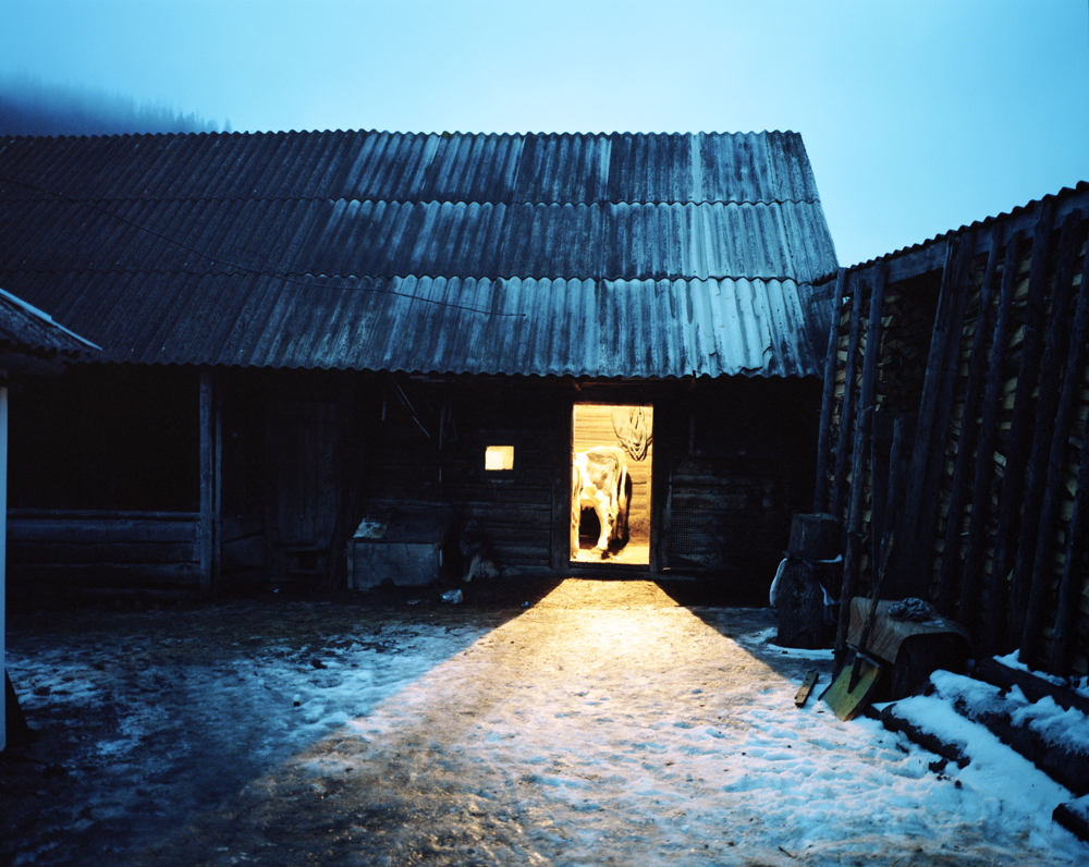 Ukraine / Karpatskie village / Cows in a shed in the winter evening / 01.2010