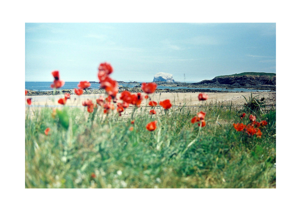 16-Poppies and the Rock Bass